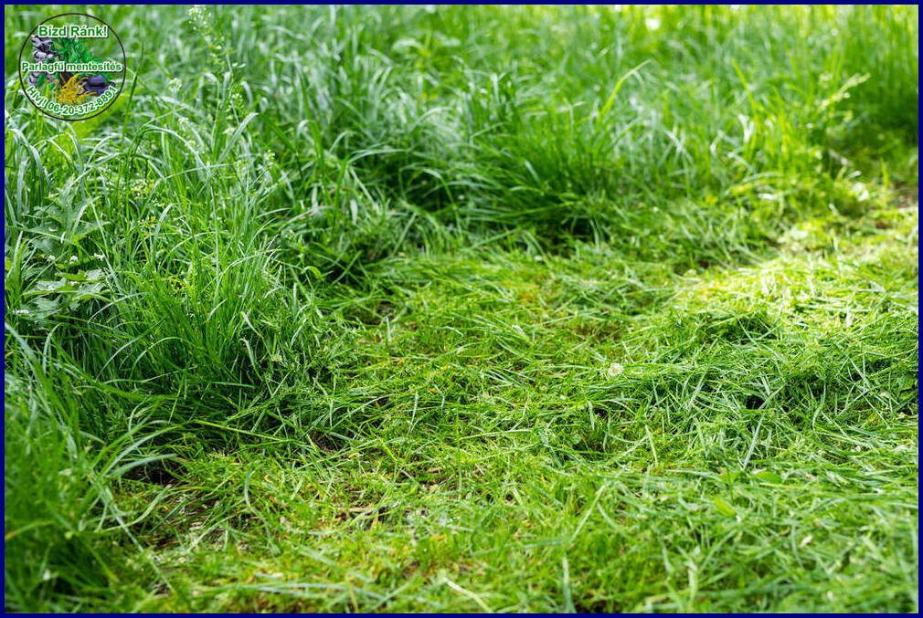 A rendszeres parlagfű kaszálás csökkenti a gyomnövények és más nemkívánatos növények terjedését a kertekben és parkokban.