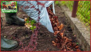 56.	A komposztálás segít megőrizni a kert egészségét és termékenységét, mivel a komposzt a növényeknek szükséges tápanyagokat biztosítja. Hívjon minket, hogy segítsünk a komposztálásban, és élvezze a kert egészségét és termékenységét!